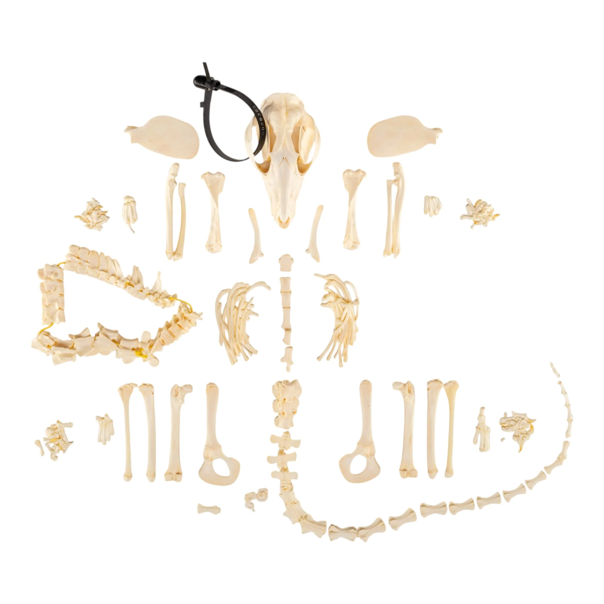 New Arrivals - Animal Skulls + Skeletons