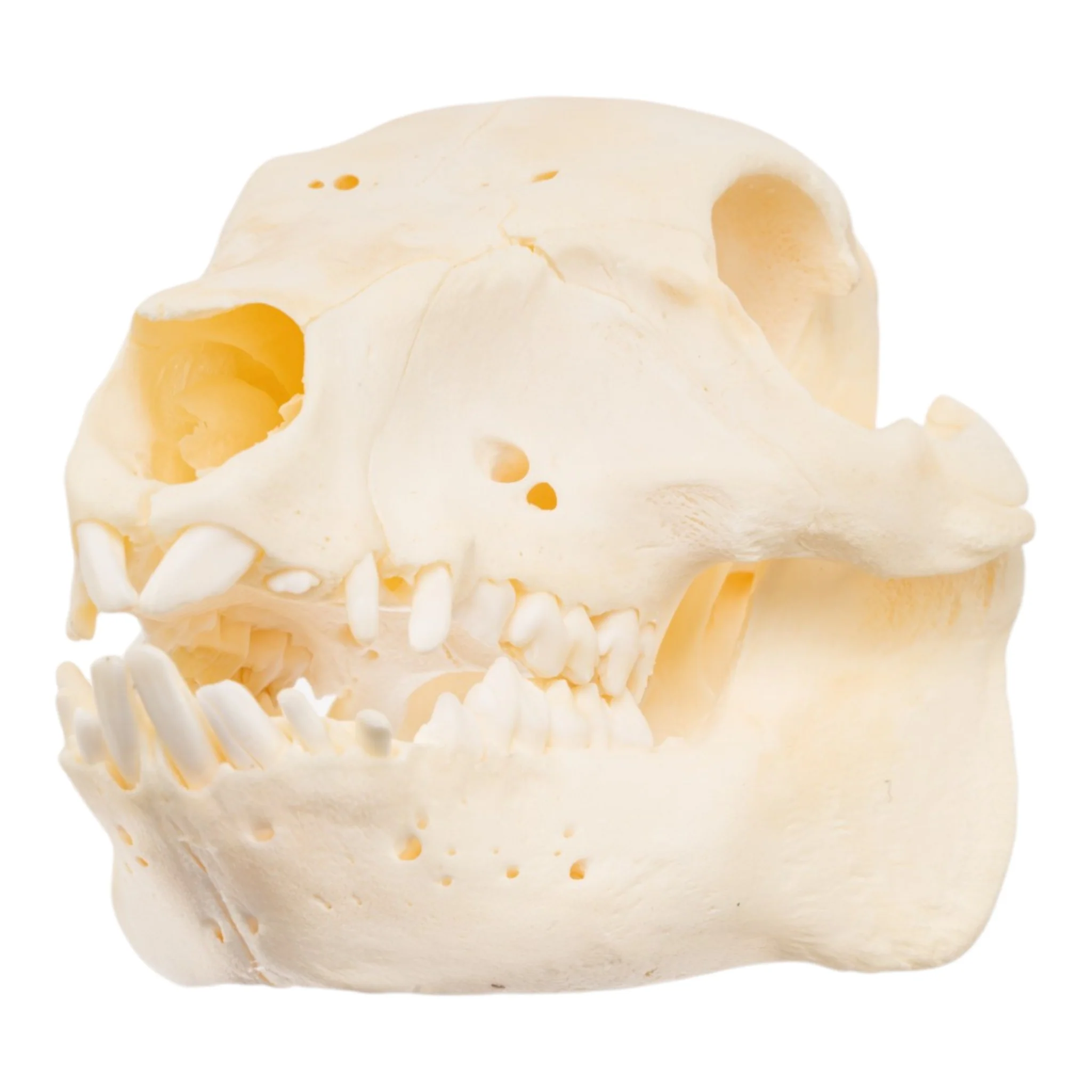 Best Selling Skulls